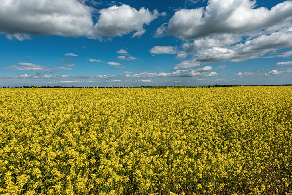 Giallo Colza