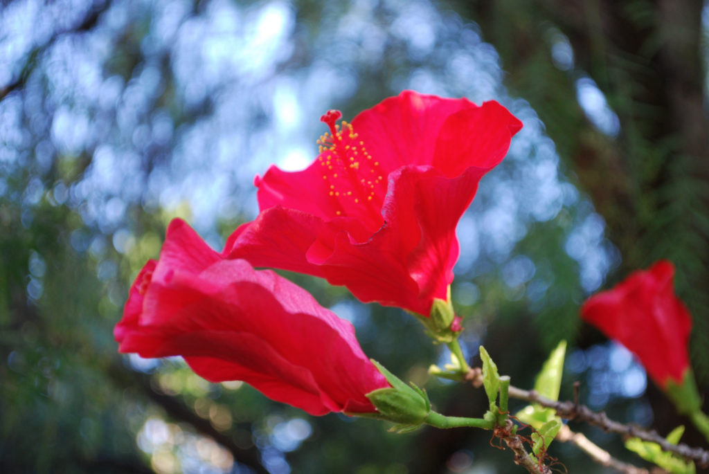 Hibiscus