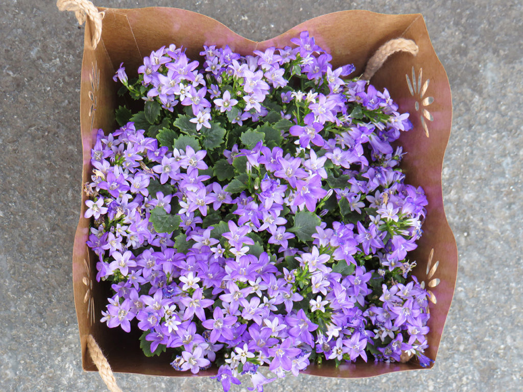 La cesta dei fiori