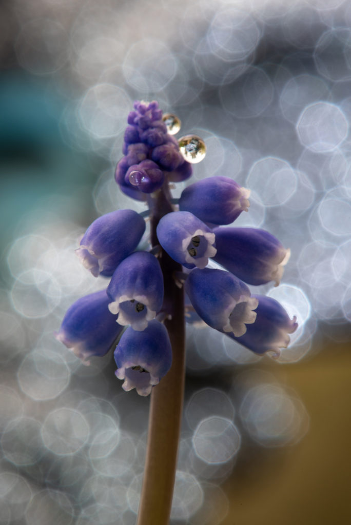 Muscari