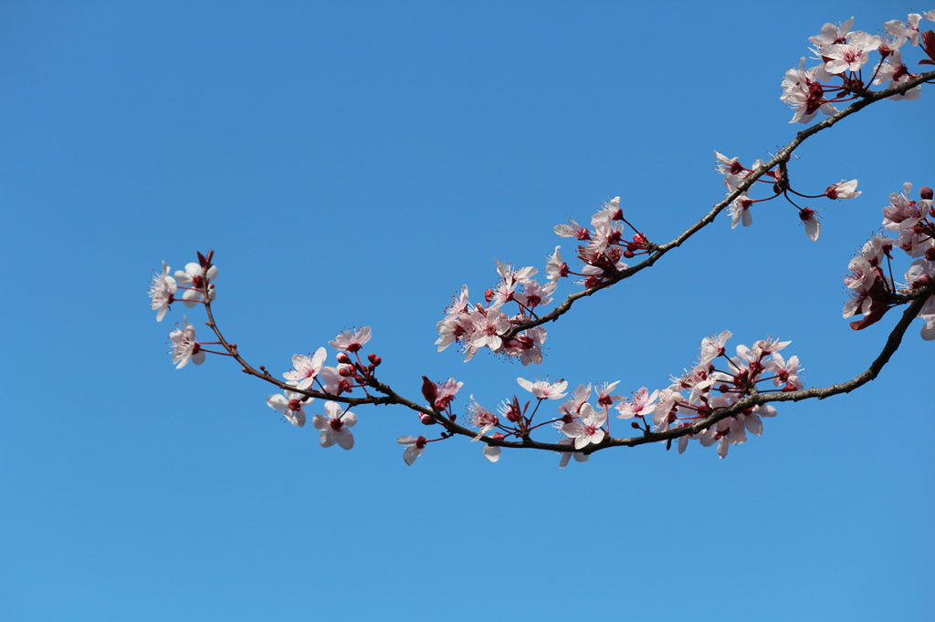 Nell'azzurro cielo