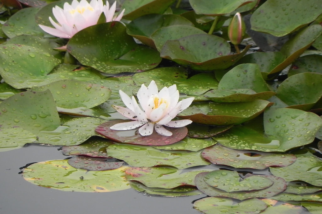 Ninfee di Monet