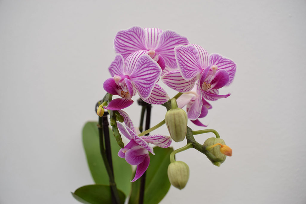 Orchidea