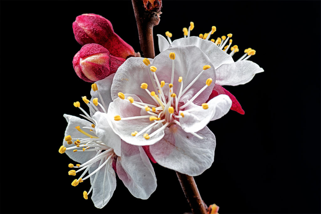 Prunus armeniaca L.