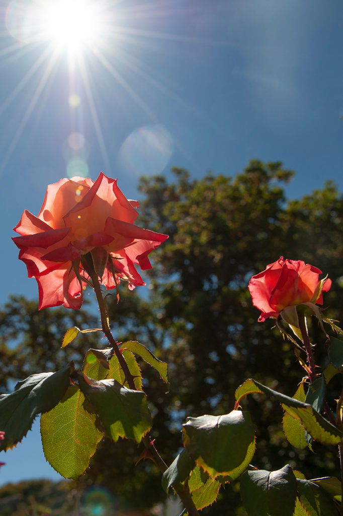 Rose in controluce