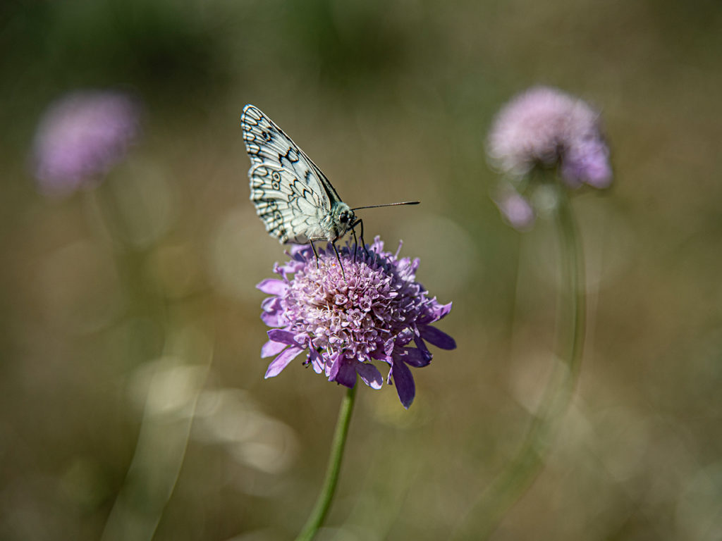 Un fiore con le ali.