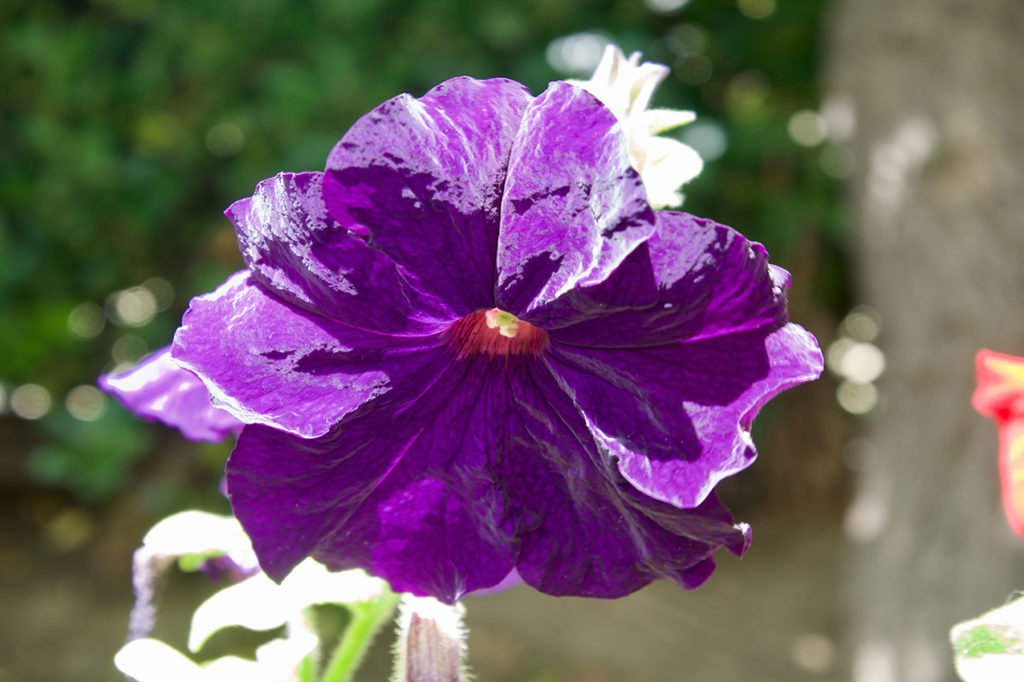 Viola
