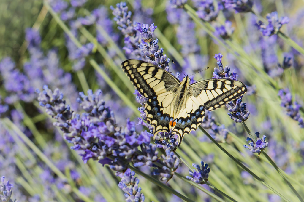 Danza tra la lavanda