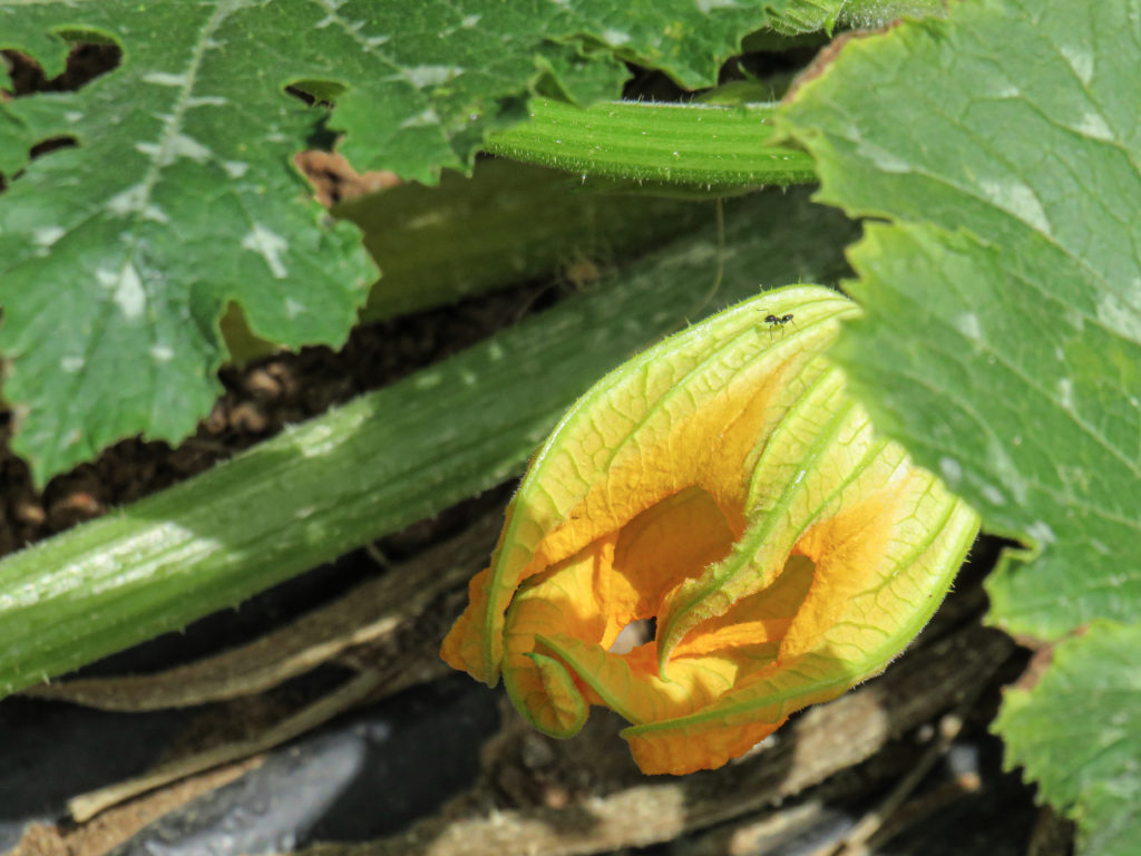 Fiore di zucca