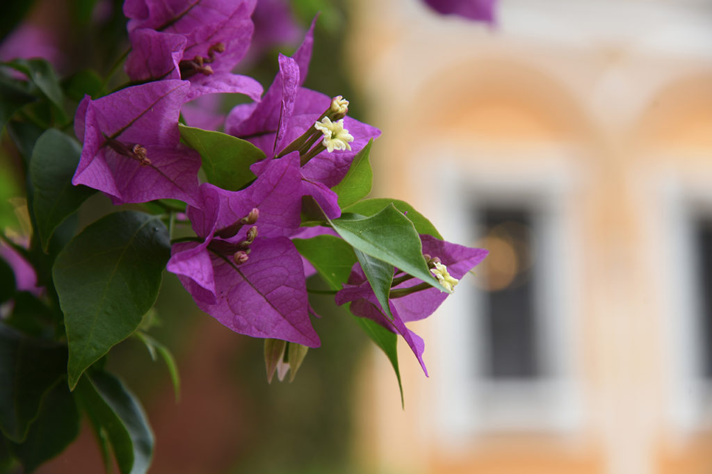 Fiori reali
