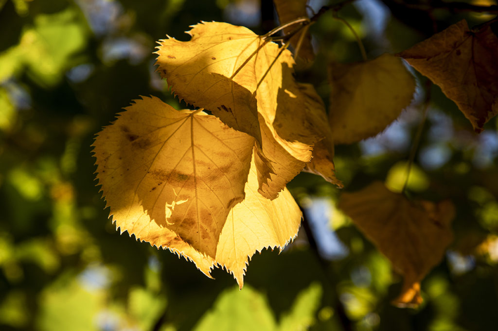 Luce d'autunno