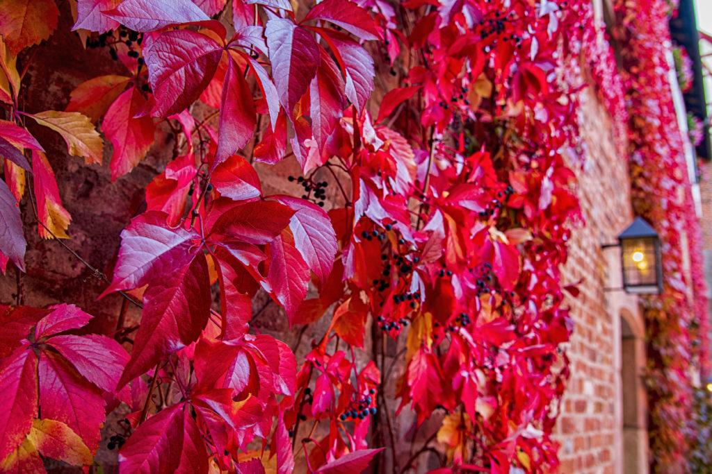 Red foliage