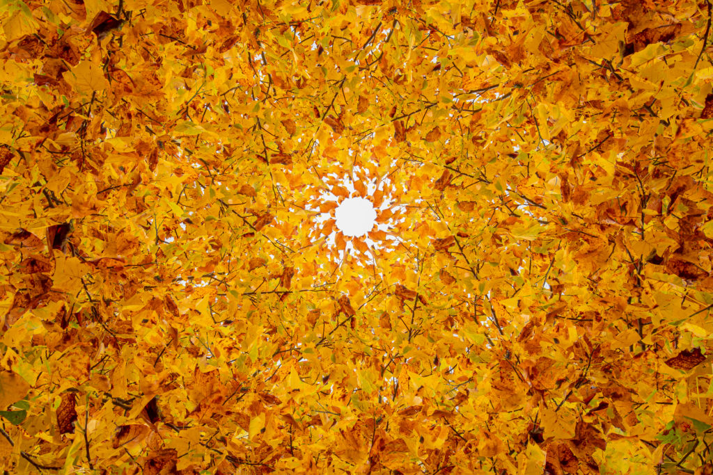 Visione caleidoscopica autunnale 3