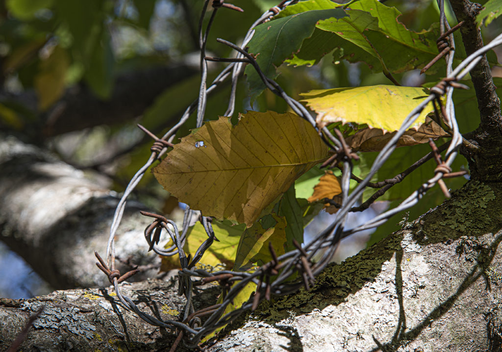 Difendiamo la natura
