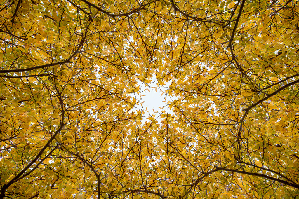 Visione caleidoscopica autunnale 2