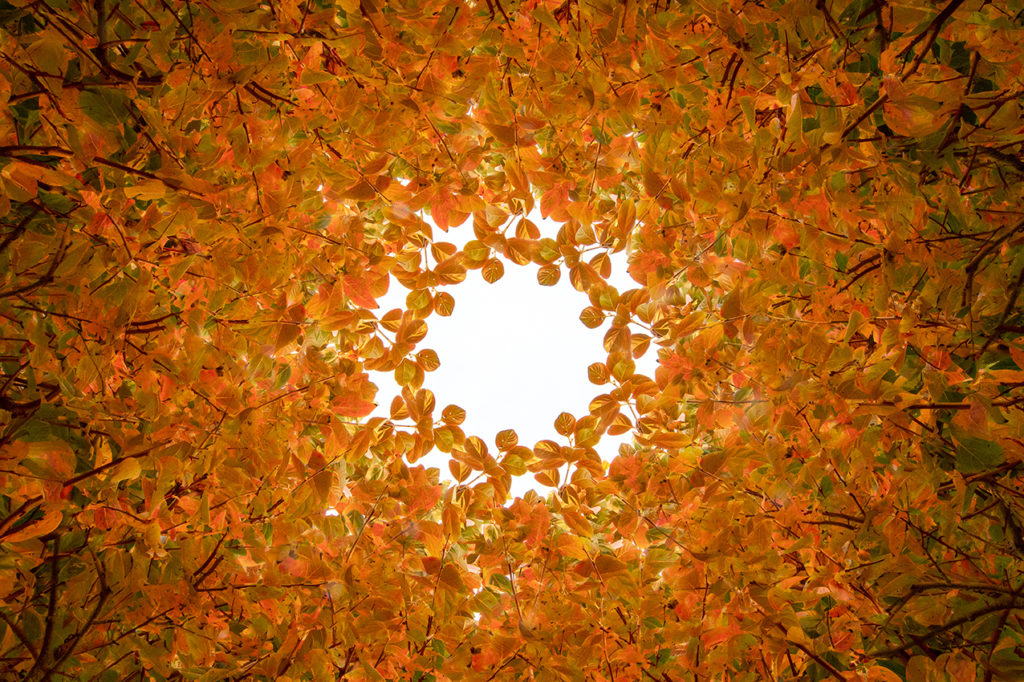 Visione caleidoscopica autunnale 1