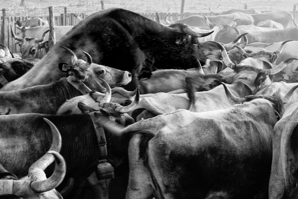 Momenti di transumanza