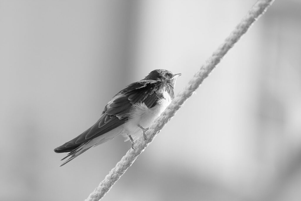 volare stanca!